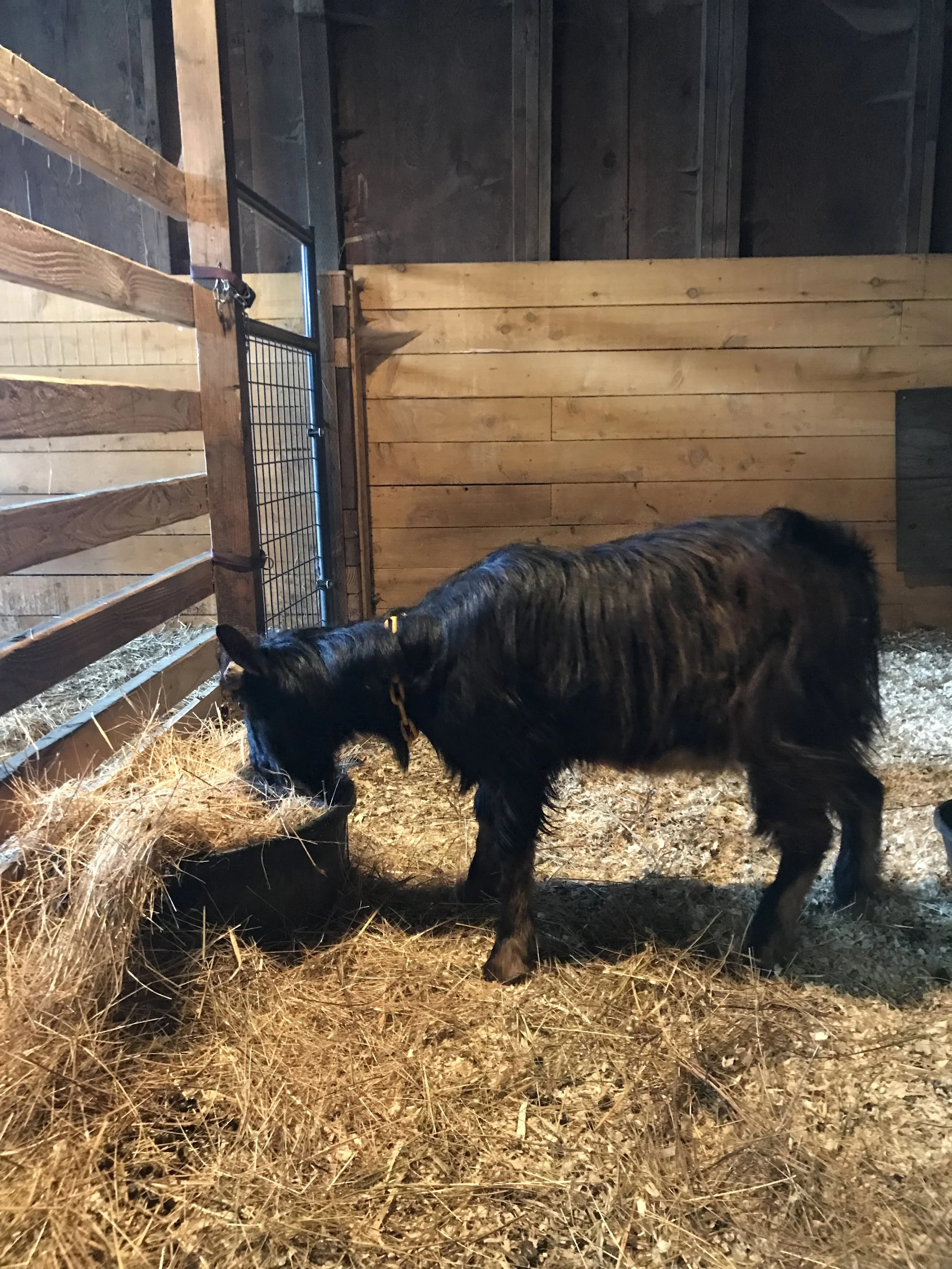 Goats and Copper Rehabbing the Copper Deficient Goat — Mossygoat Farm