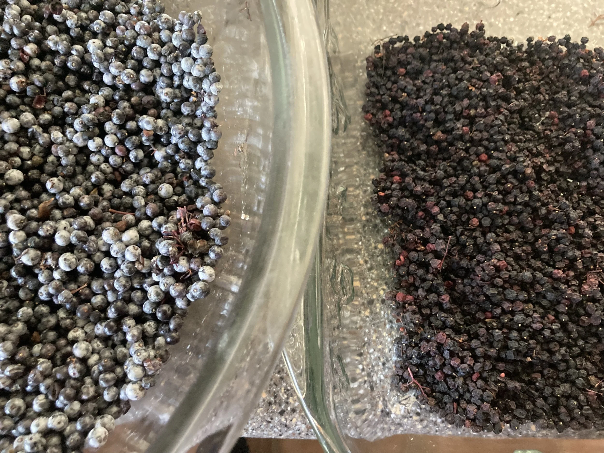 Four Ways to Preserve Elderberries Without Canning — Mossygoat Farm