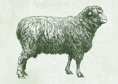 black sheep blend wool pellets