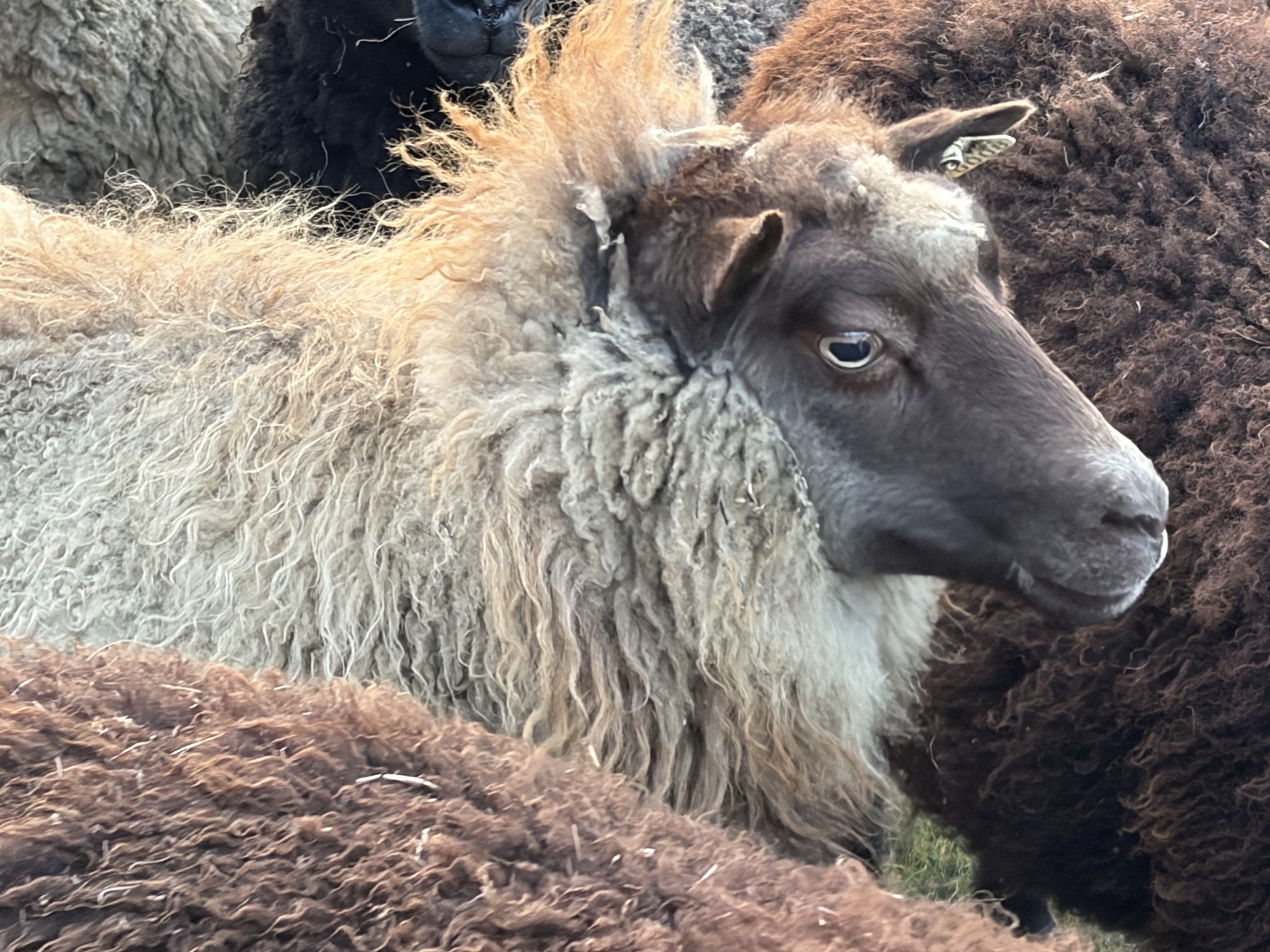 wool sheep sheared for wool pellets. wild wisdom wool