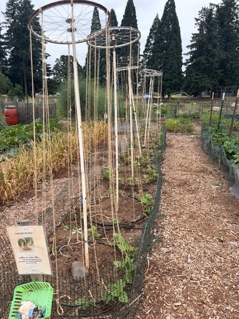 community garden clackamas community college using wild wisdom wool pellets