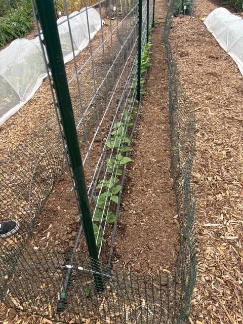 wild wisdom wool pellets in action at the clackamas community college community garden
