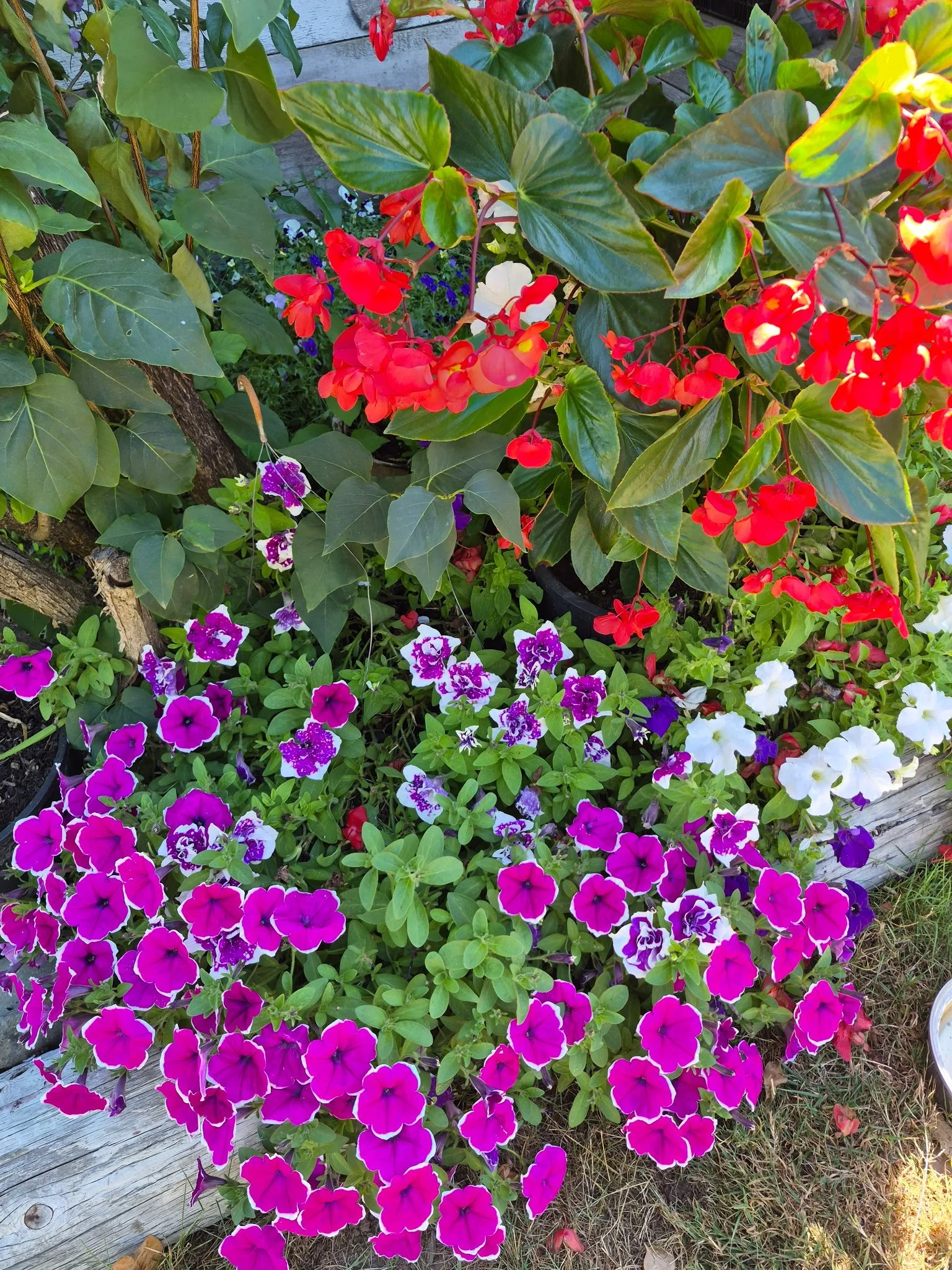 pretty gardens with wild wisdom wool pellets