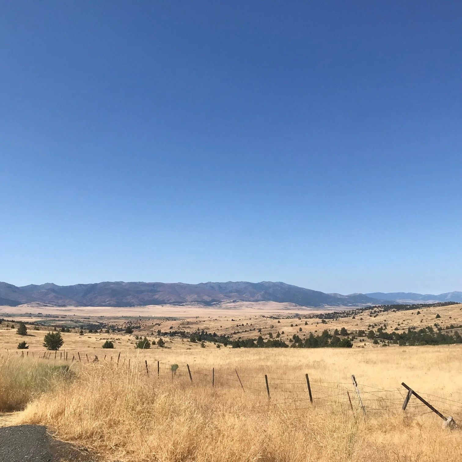 Oregon Prairie The Wild Wisdom of Sheep: On Mud, Sheep, and Wool — Wild Wisdom Wool