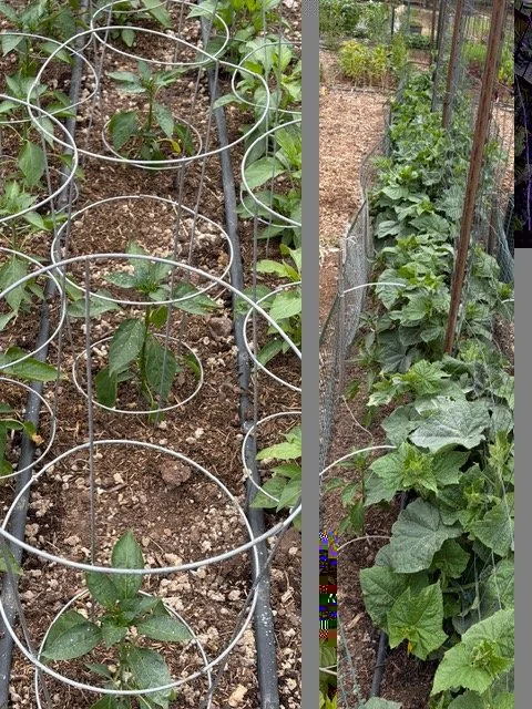 successful community garden with wild wisdom wool pellets for plants