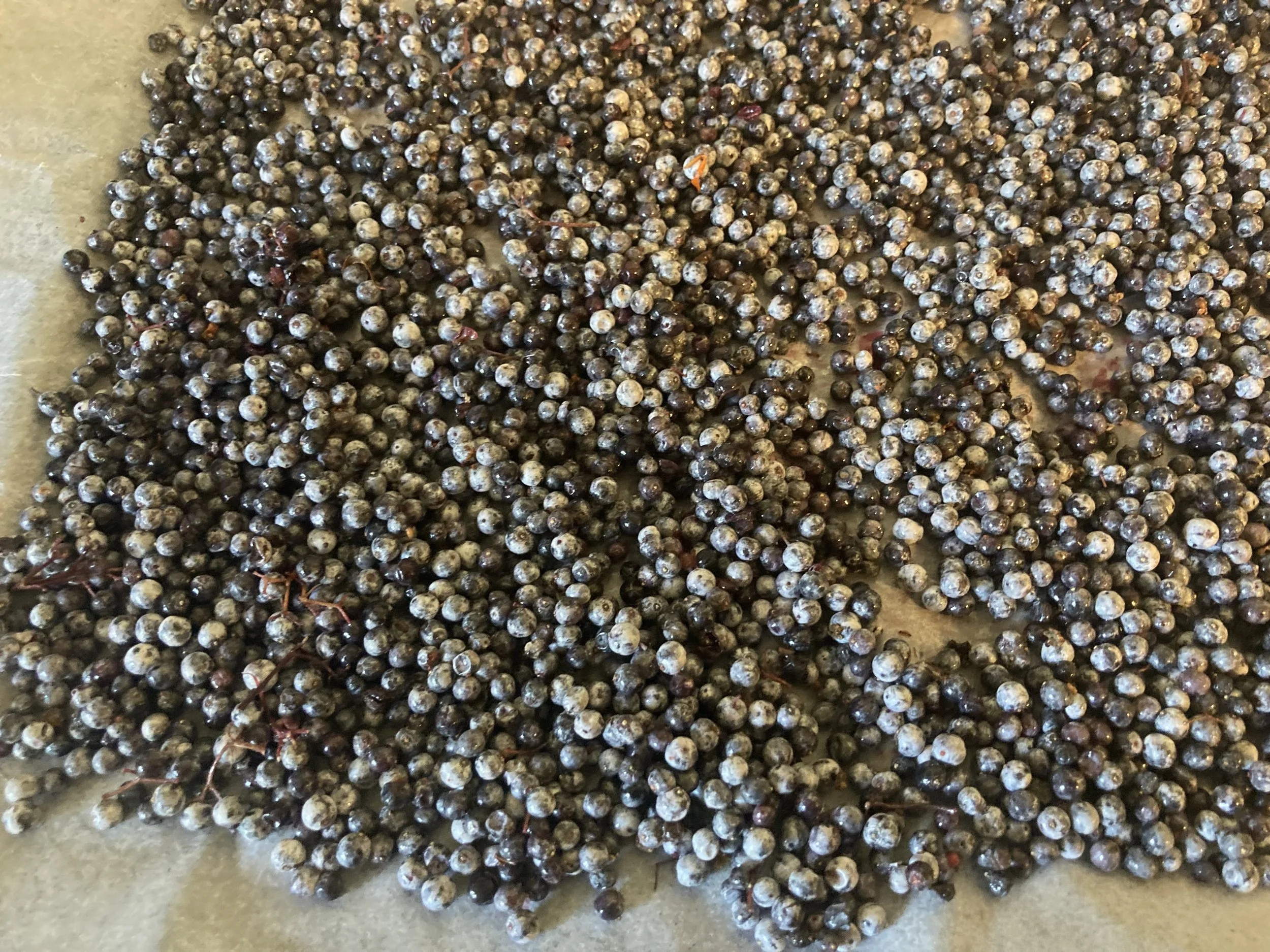 Four Ways to Preserve Elderberries Without Canning — Mossygoat Farm