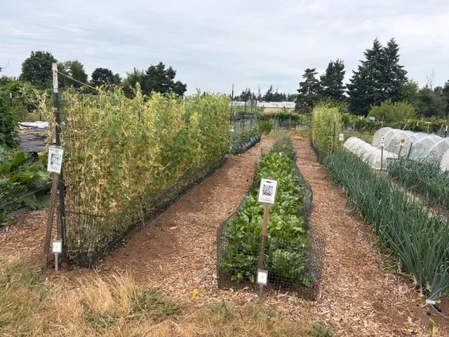 a community garden chose wild wisdom wool pellets for water conservation and soil amendment