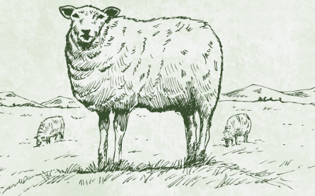 drawing white sheep in field classic blend wool pellets