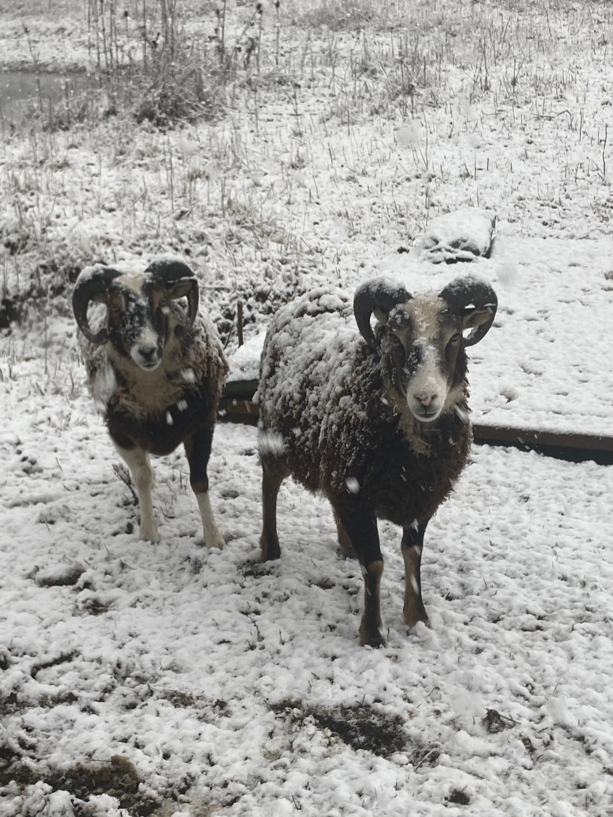 The Wild Wisdom of Sheep: on Mud, Sheep, and Wool. 