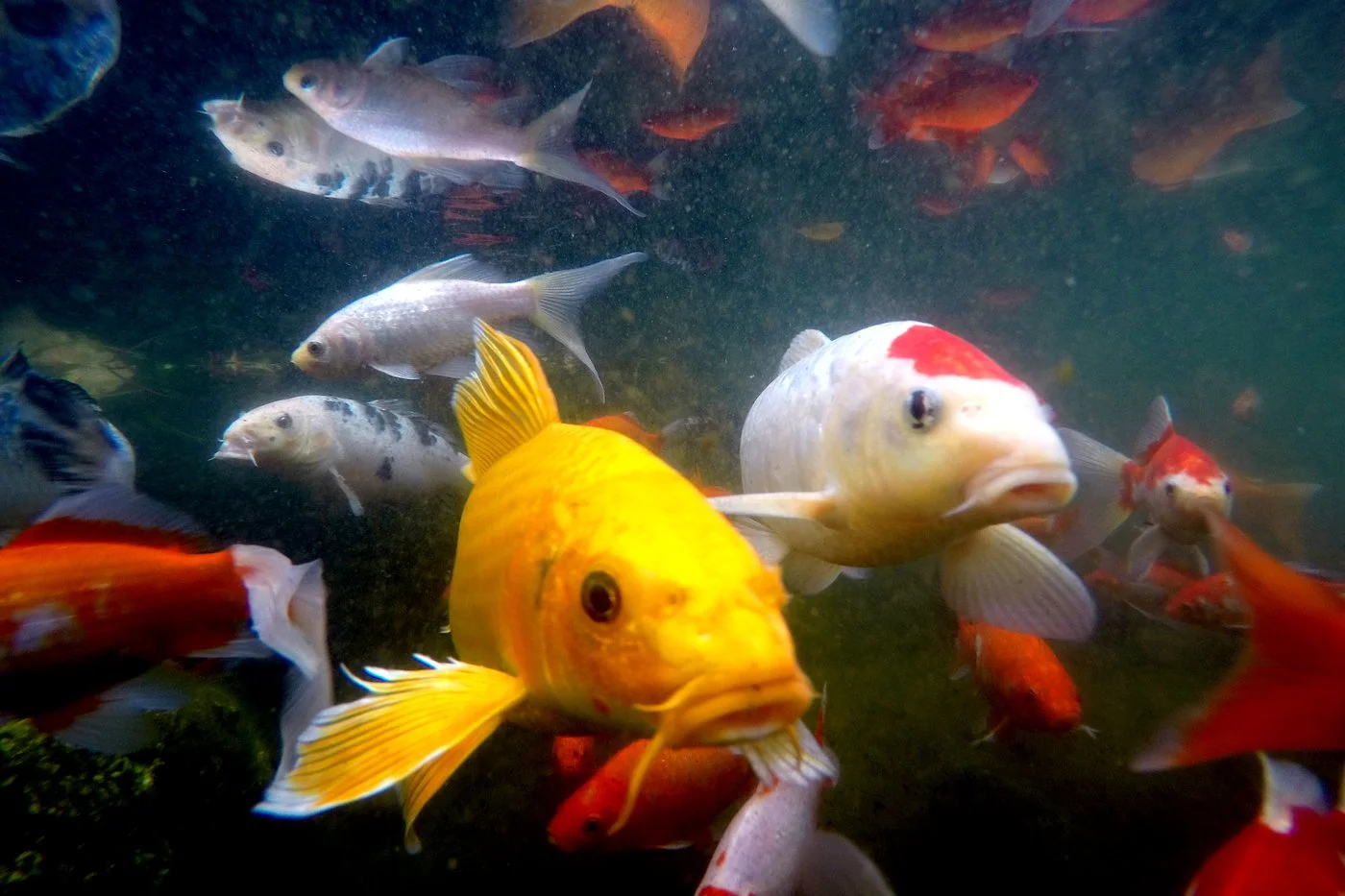 Underwater scene with various colorful fish swimming in a tank.