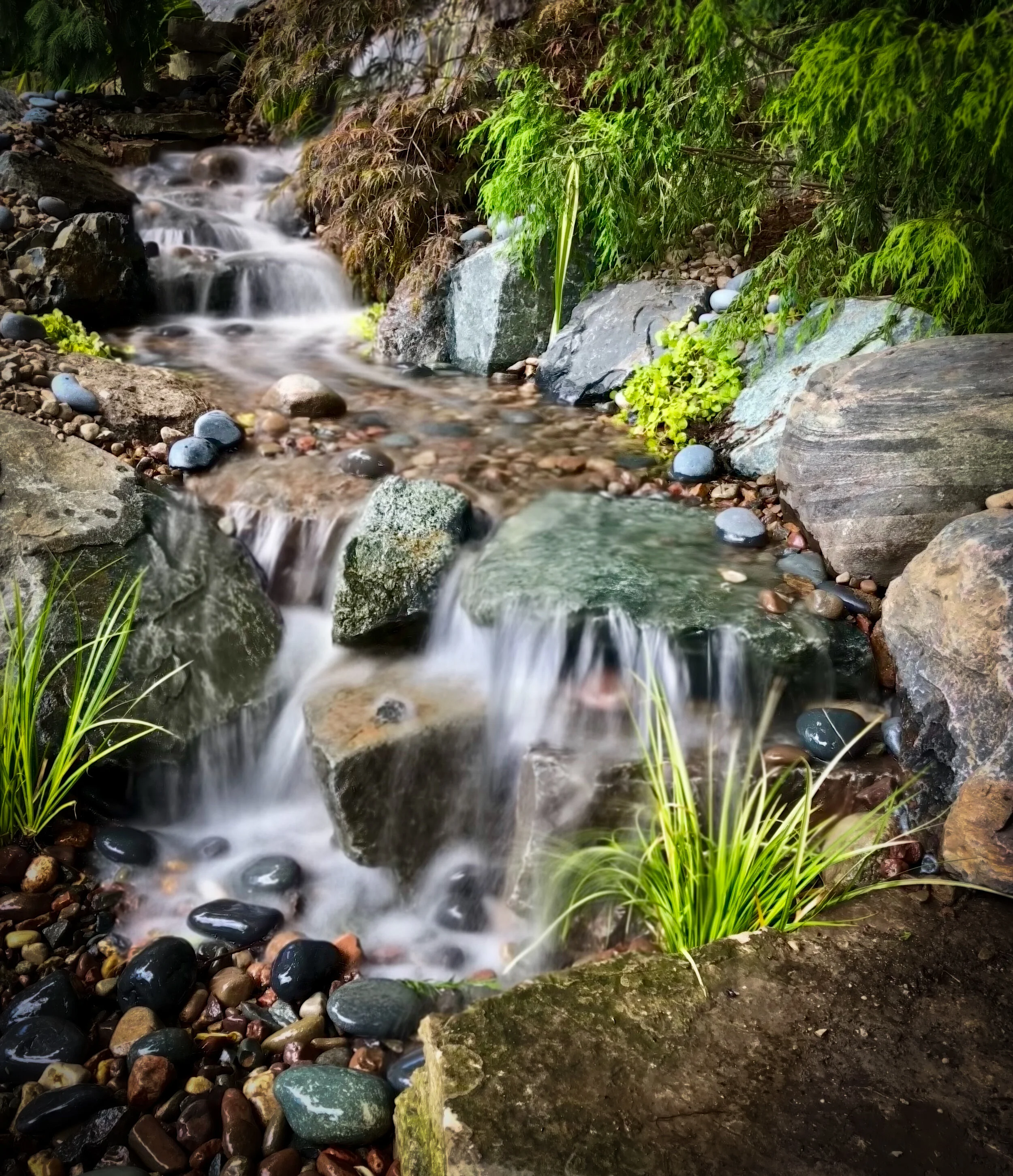 A small stream flows over rocks surrounded by lush green plants and trees in a natural setting.