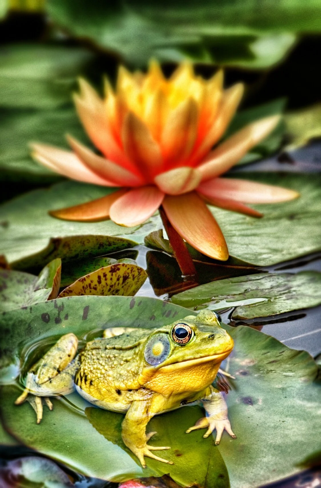 A frog sitting on a lily pad near a colorful water lily flower in a pond.