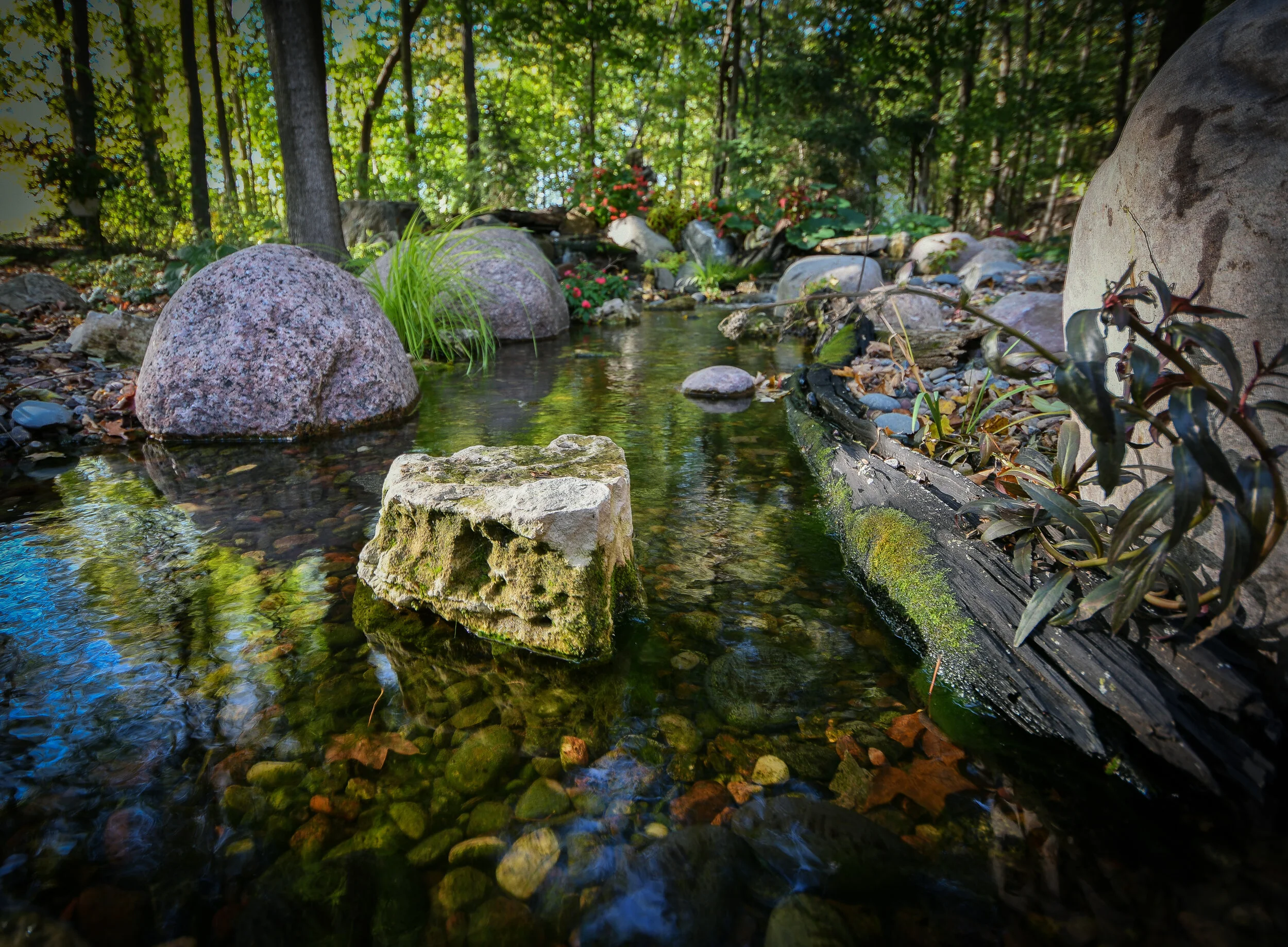 A small creek flowing through a wooded area with rocks and pebbles in the water, surrounded by green plants and trees.