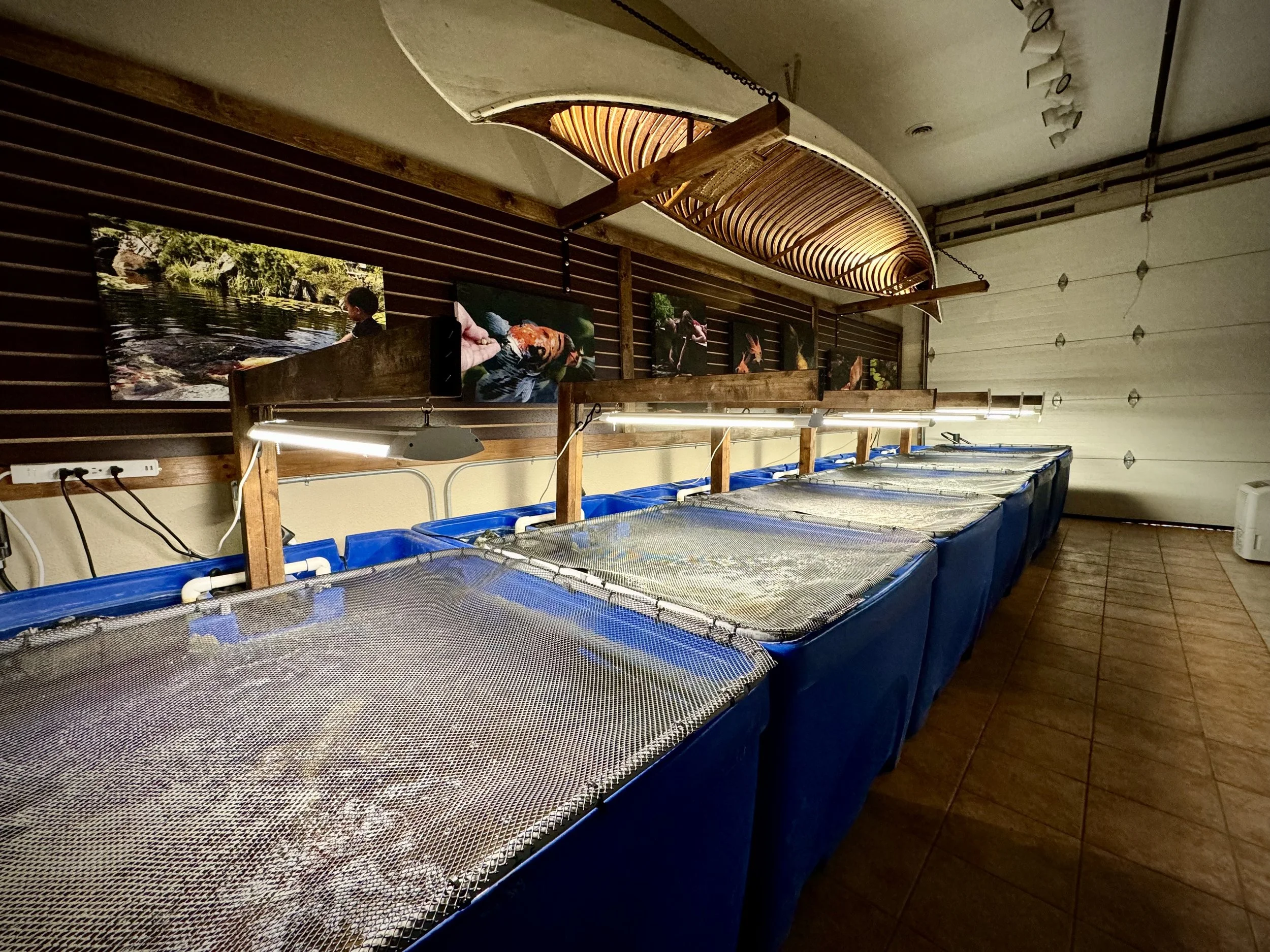 A storage area with a row of blue aquariums or tanks with nets over them, a wood structure above, and paintings of people in water on the wall behind.