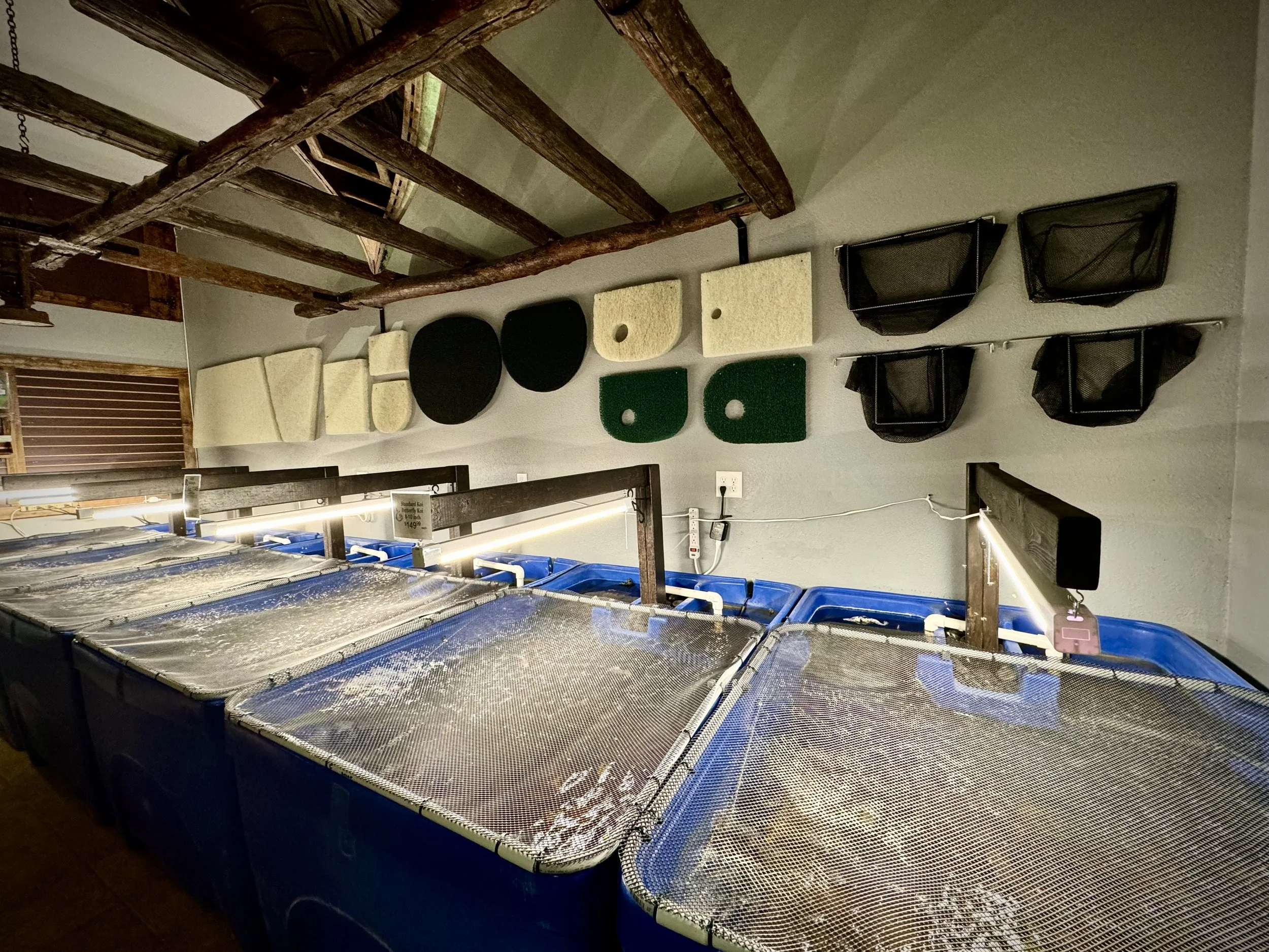 Aquaculture tanks with blue sides filled with water, covered with mesh or netting, situated in a room with various equipment, including storage baskets and insulation panels, and exposed wooden beams.