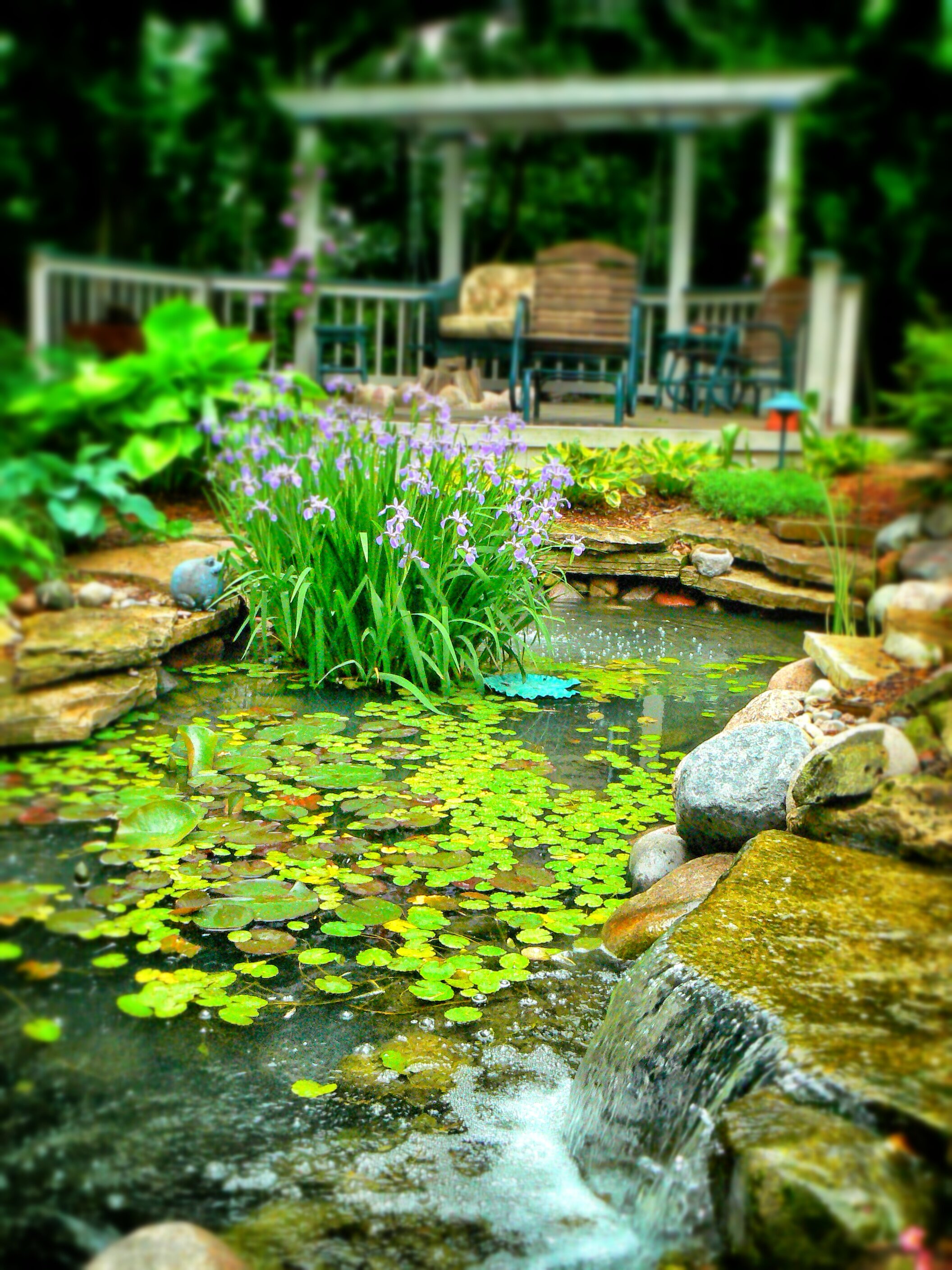 A garden scene with a pond filled with lily pads and purple flowers, rocks along the pond's edge, a waterfall, and a wooden deck with outdoor furniture in the background surrounded by lush greenery.
