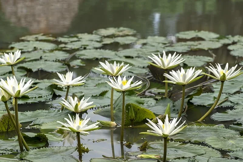 White water lilies blooming on a pond with green lily pads.