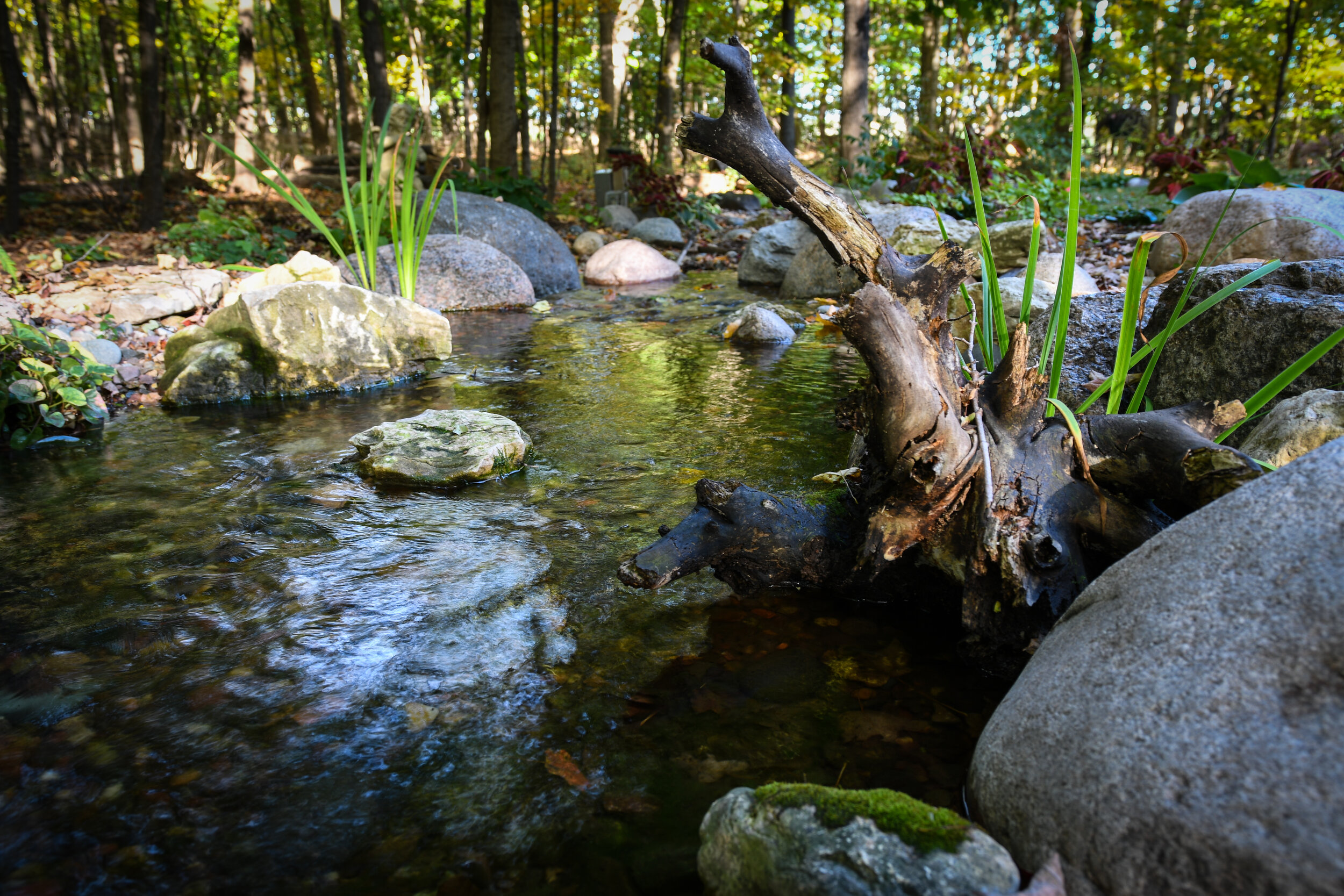 A small creek flowing through a forest with rocks and green plants along the water's edge.