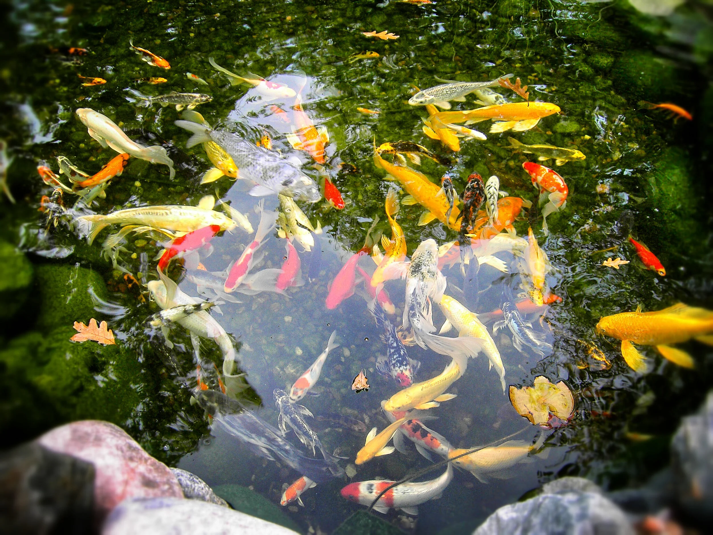 Colorful koi fish swimming in a pond with green water plants and fallen leaves.