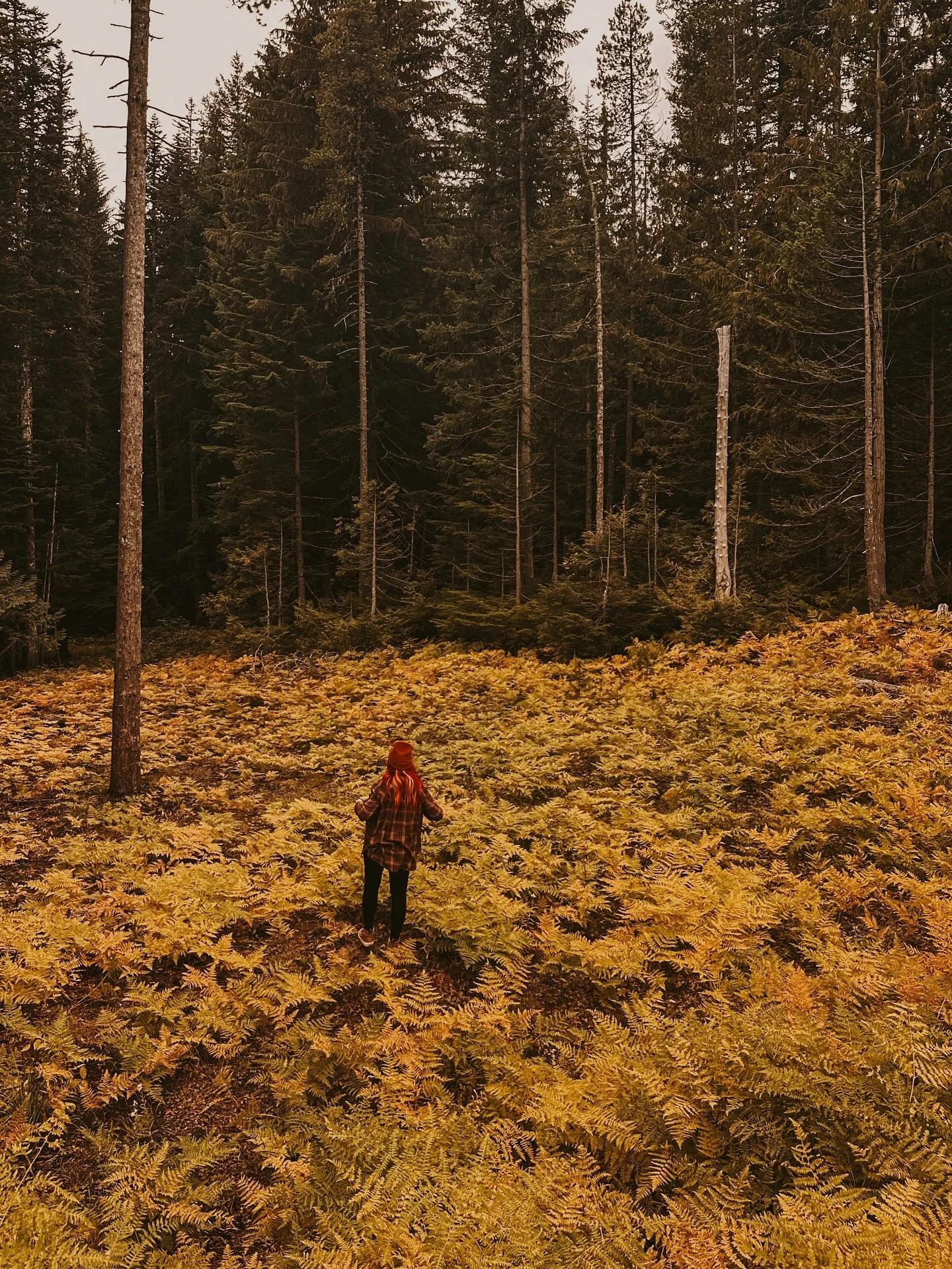Autumn in the PNW is pure magic 🍁 There&rsquo;s nothing quite like the mix of evergreens and golden leaves this time of year.  The PNW truly shines in Fall. Whether it&rsquo;s hiking through ferns or chasing fall colors, this season will always have