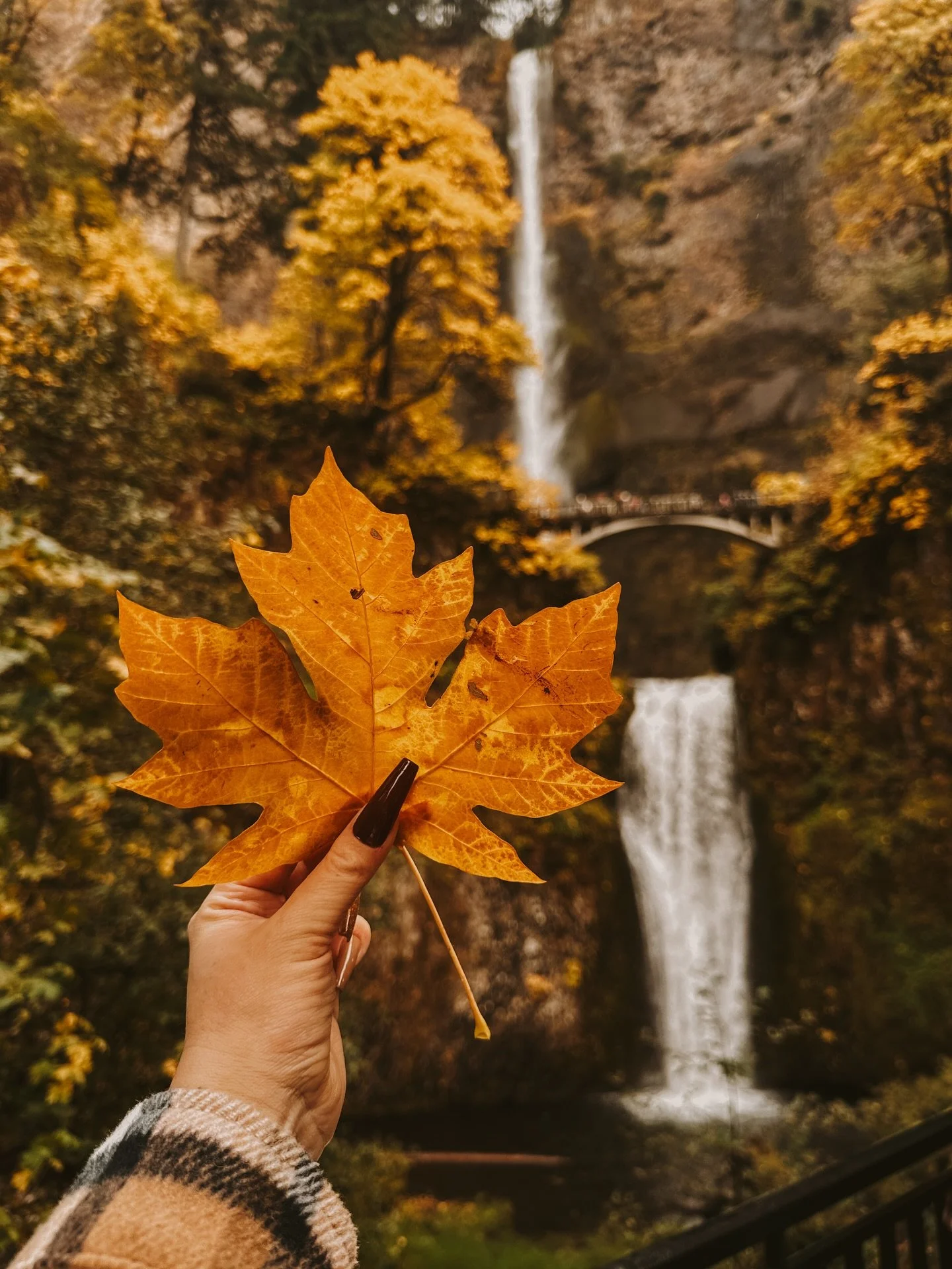 I finally got to see Multnomah Falls at peak color! 🍁 This has been on my Oregon bucket list since I realized the fall foliage around this area. This was last weekend. If you hurry, you might be able to still catch some. Save this for your next trip