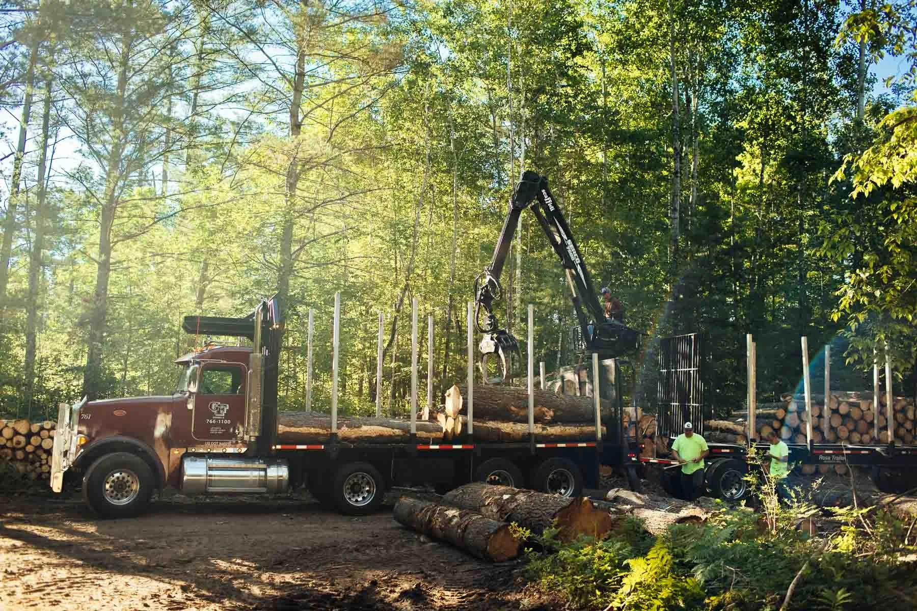 TDR_220622_GeneFrederickson-Logging_22.jpg