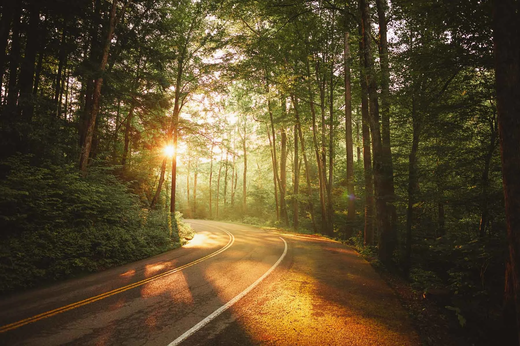 Bach_190729_SmokyMtnNP_527 copy.jpg