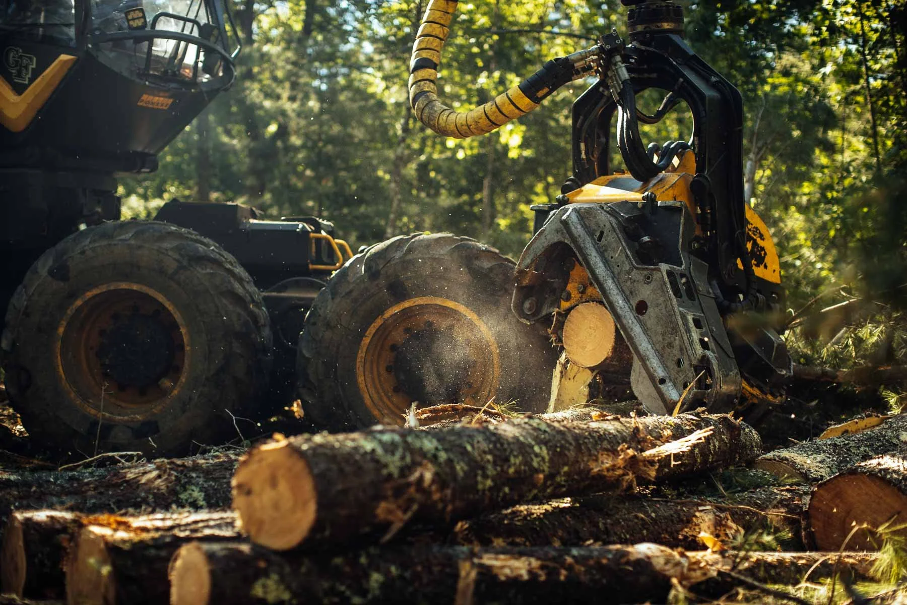 TDR_220622_GeneFrederickson-Logging_1250.jpg