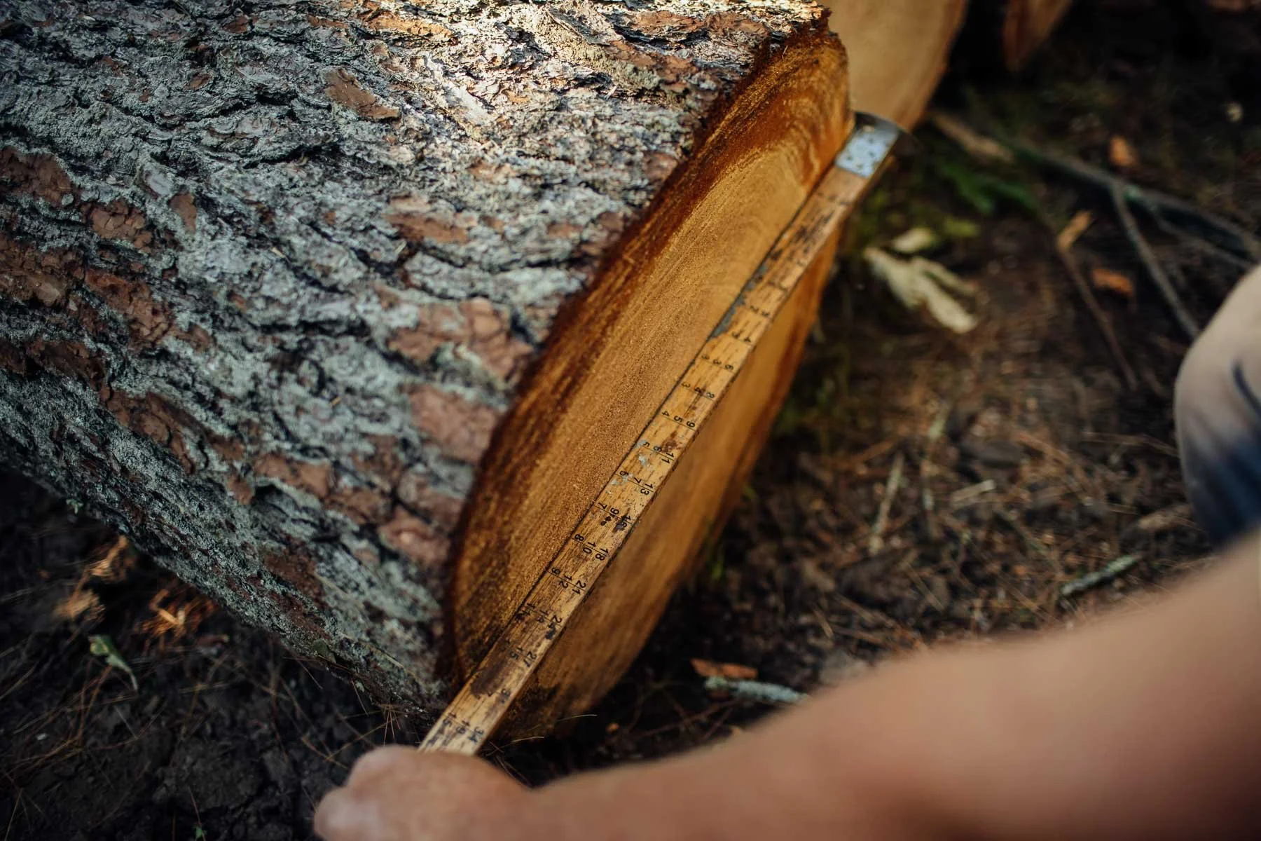 TDR_220622_GeneFrederickson-Logging_45.jpg
