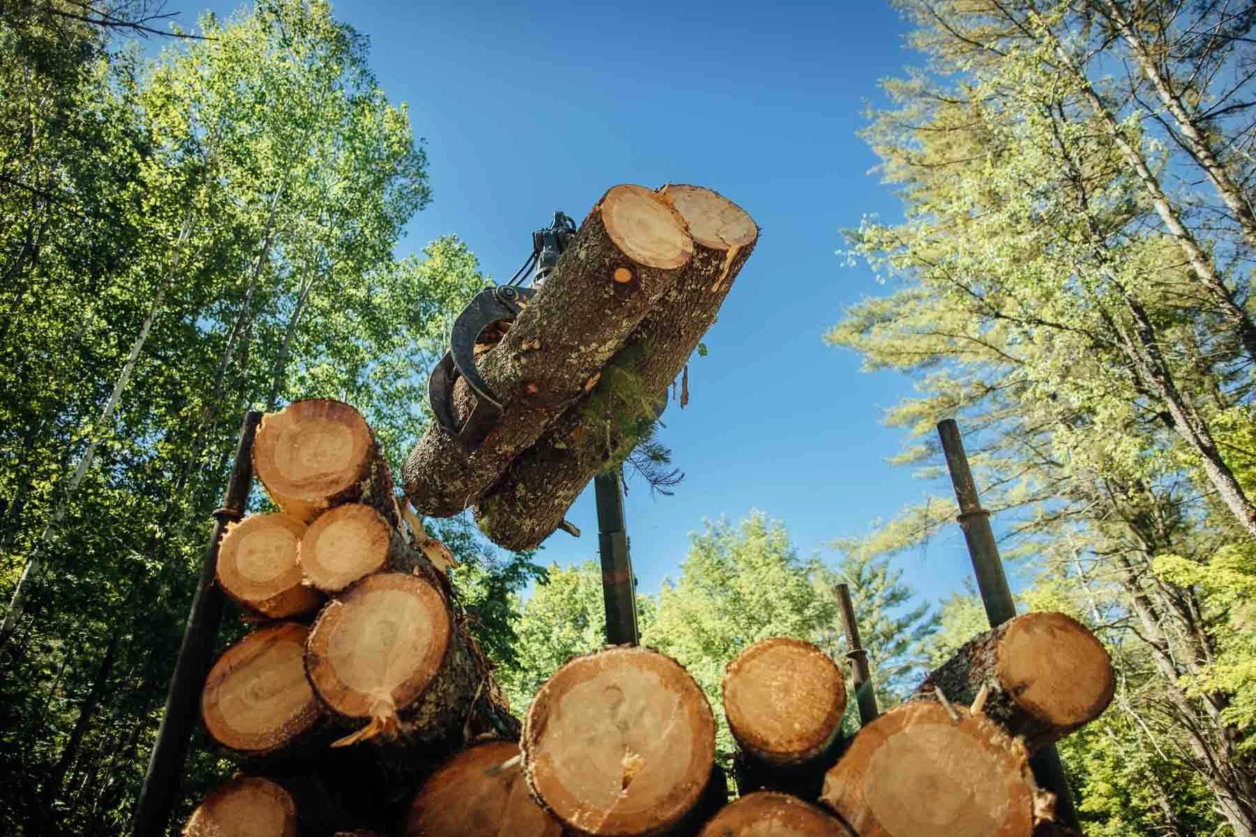 TDR_220622_GeneFrederickson-Logging_2129.jpg