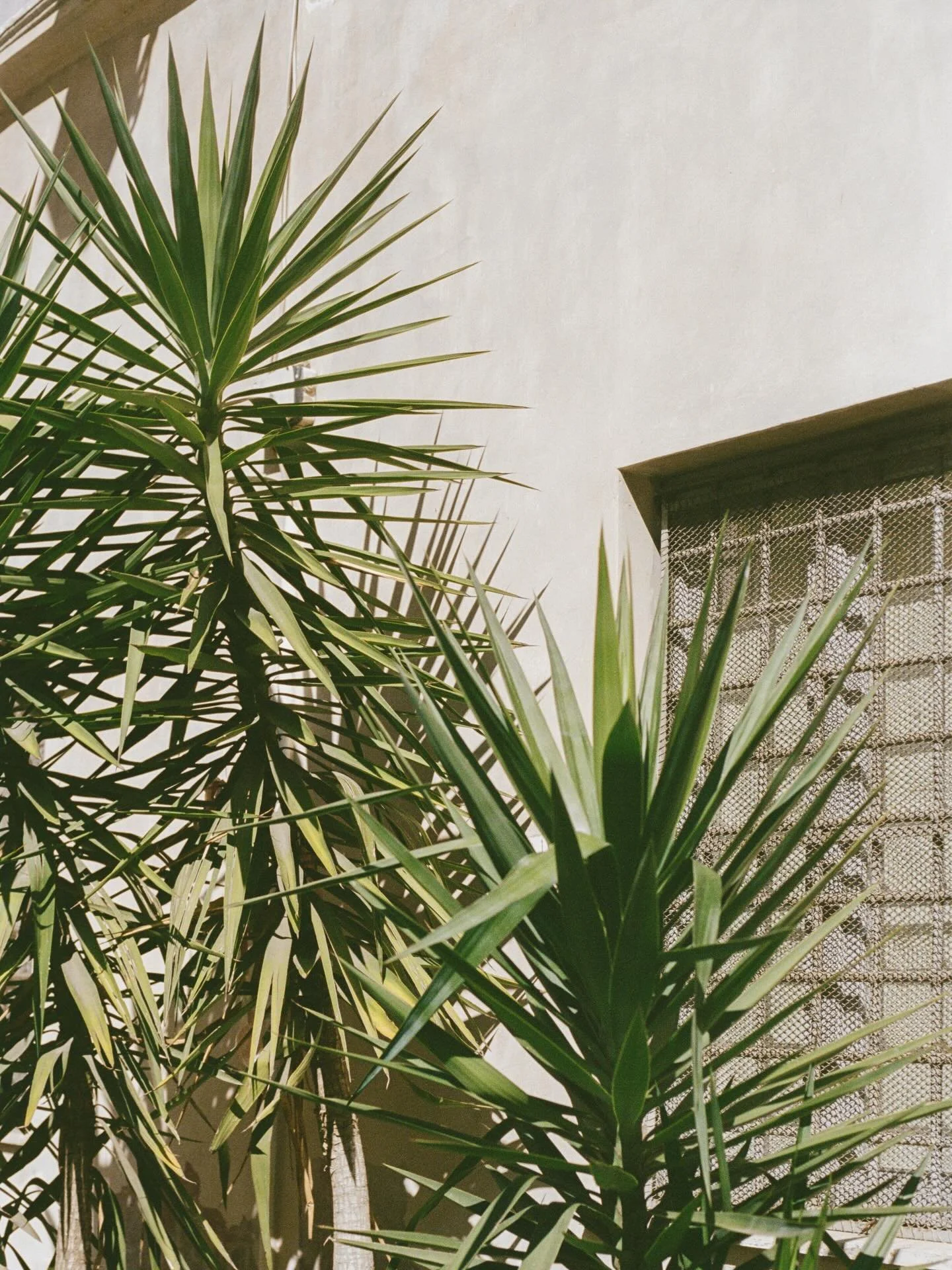 views of italia on 35mm 🌸