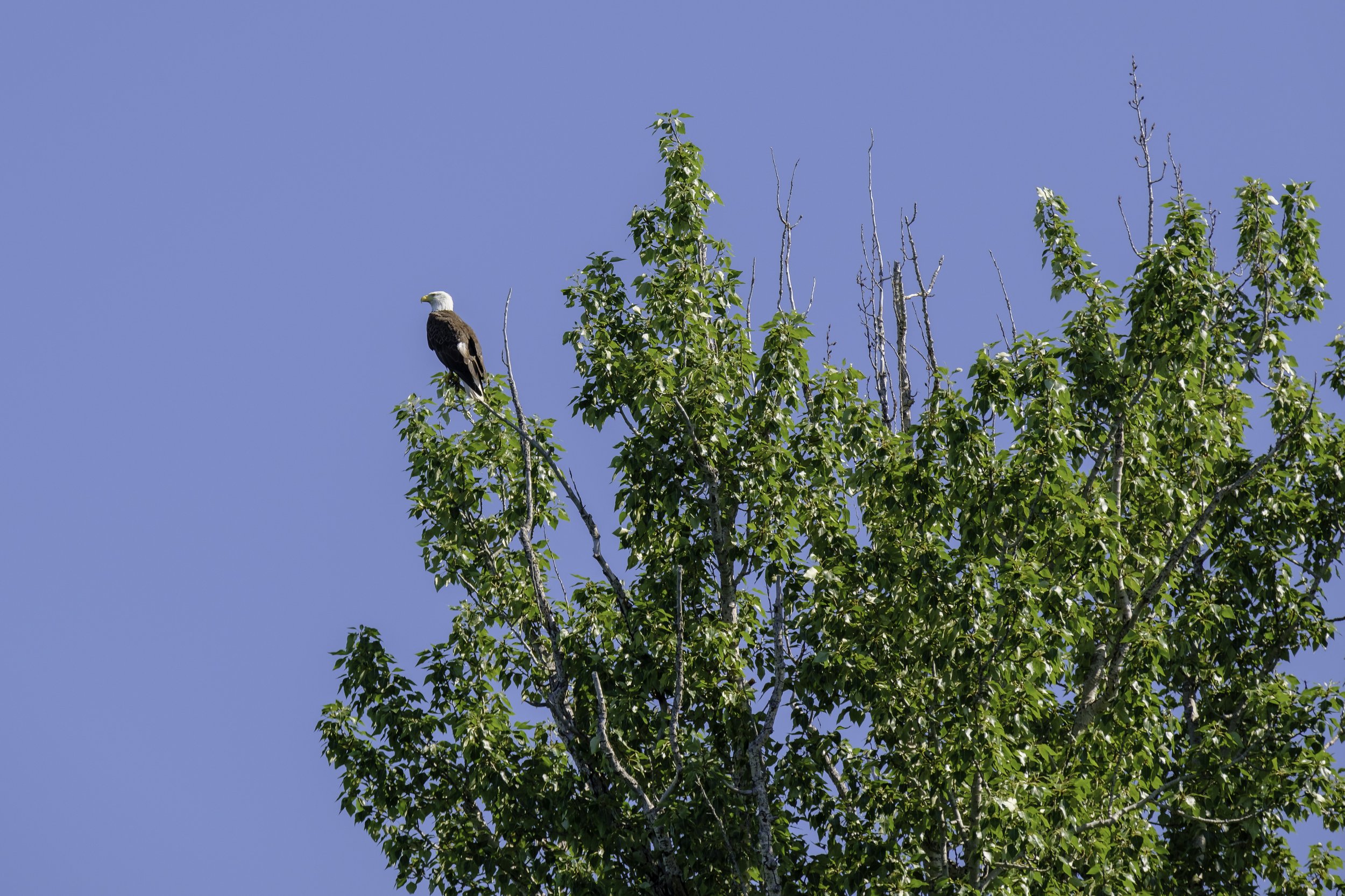 Wildlife on Flathead