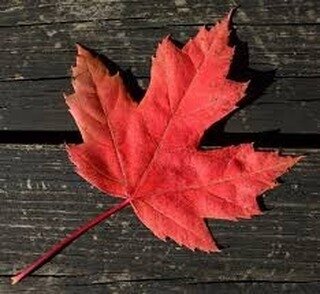 Canada can be a strong, diverse nation. Welcoming and compassionate. But today is one to reflect, to remember all we have lost and decide how to move forward