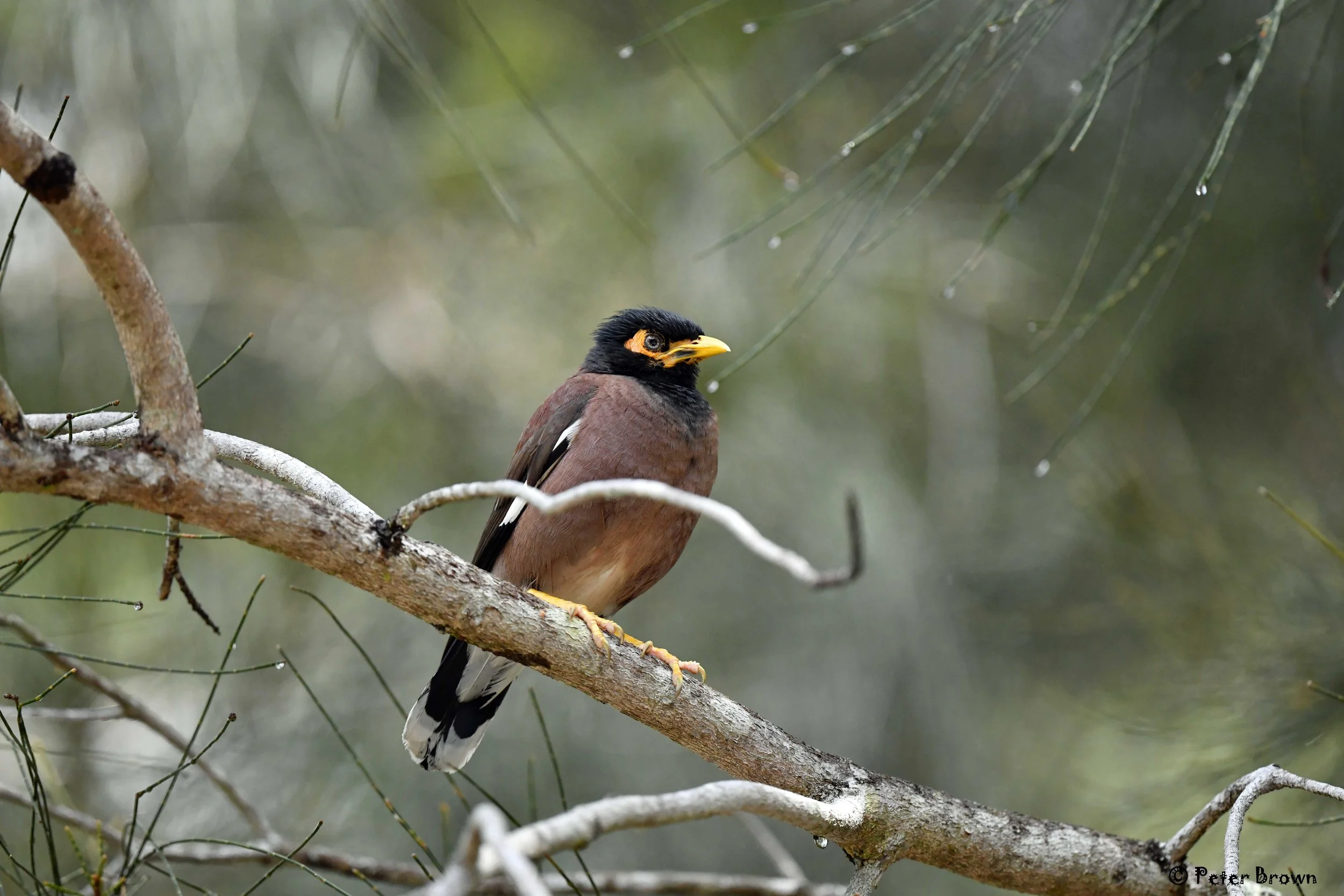 Common Myna 0002 PB.jpg