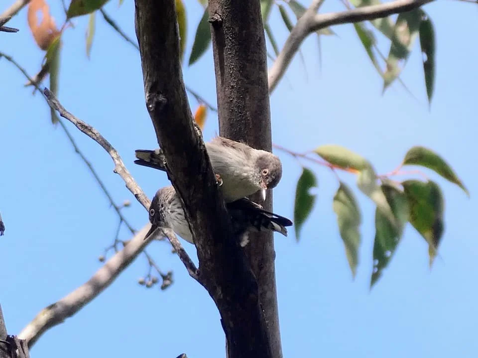 Varied Sittella 0003 MO.jpg