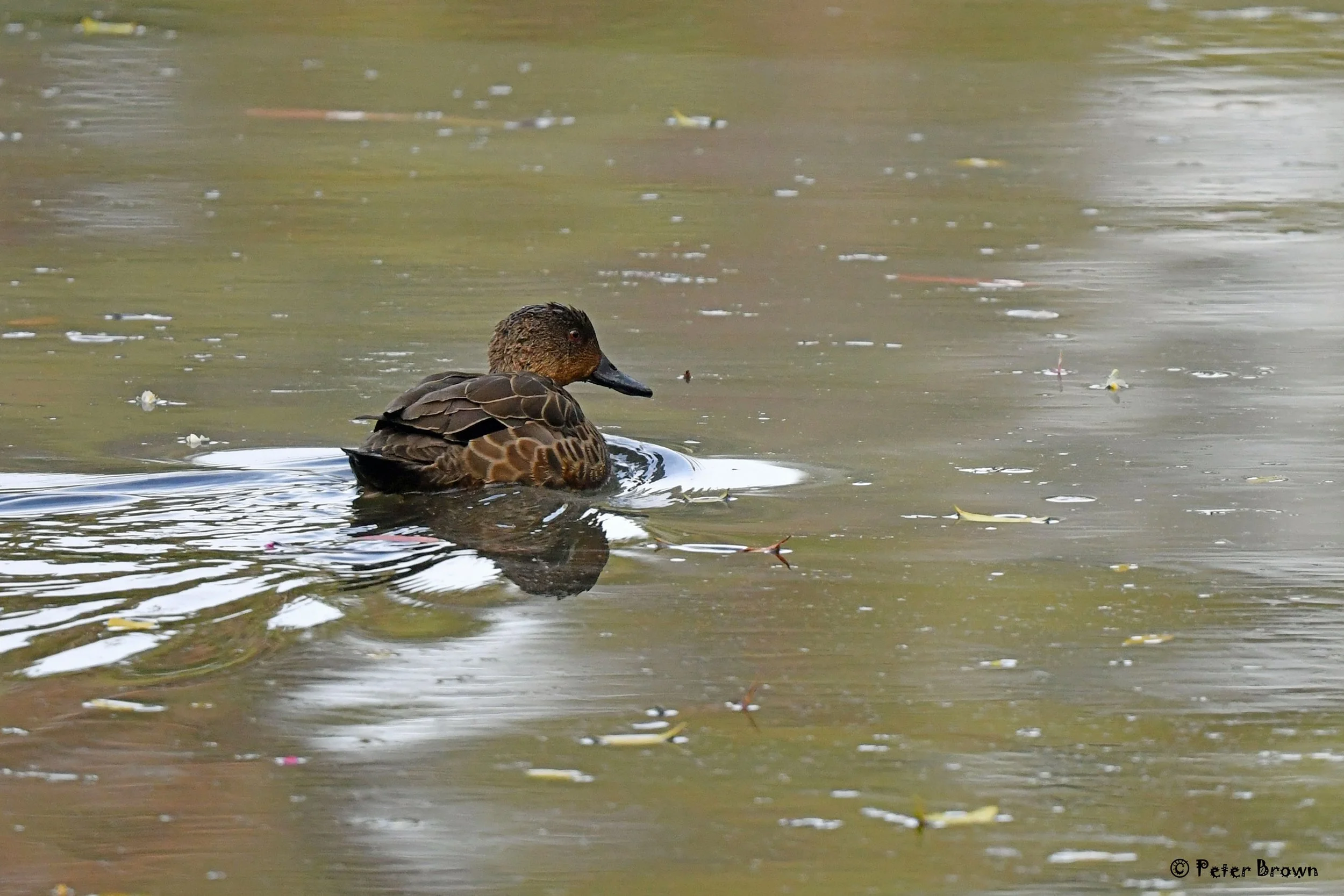 Grey Teal 0001 PB.jpg