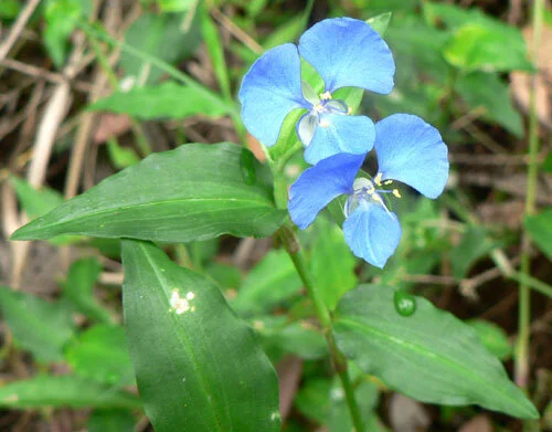Commelina cyanea