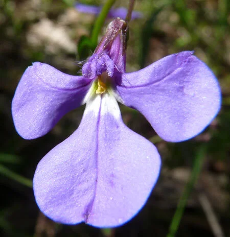 Lobelia gracilis 