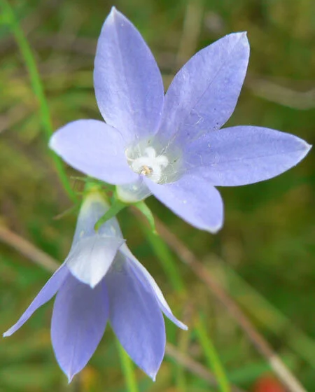 Wahlenbergia sp.            Native Bluebells