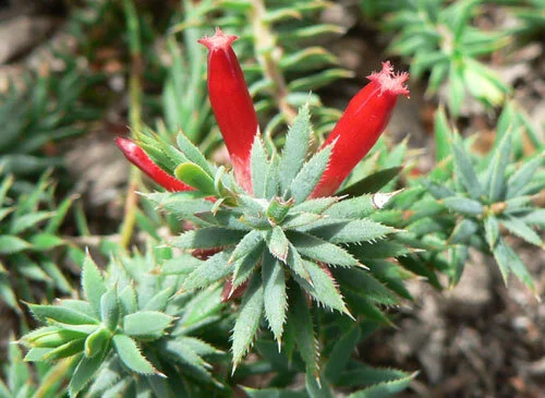 Astoloma humifusum 