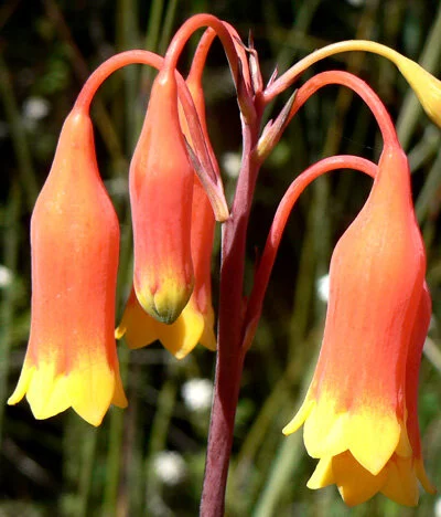 Blandfordia nobilis   Christmas bells