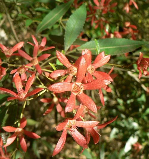 Ceratopetalum gummiferium                     NSW Christmas bush