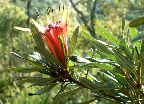 Lambertia formosa