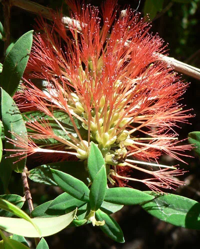 Melaleuca hypericifolia 