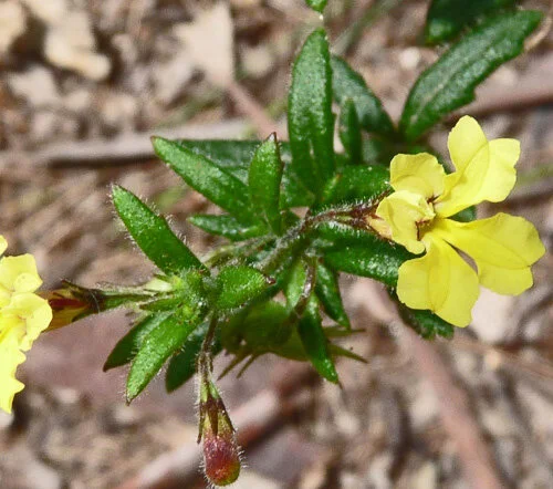Goodenia heterophylla