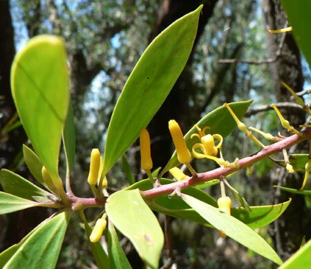 Persoonia levis