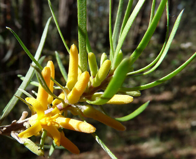 Persoonia linearis