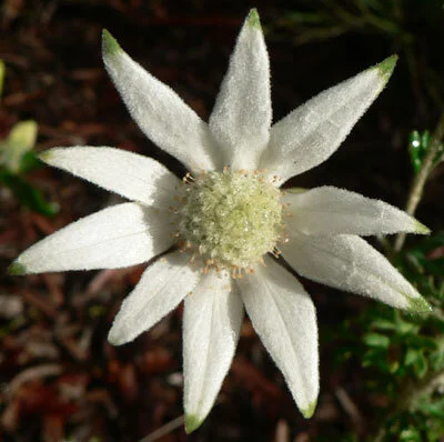 Actinotus helianthi
