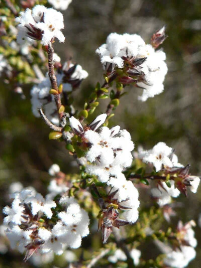 Leucopogon microphyllus