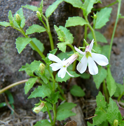 Lobelia purpurascens